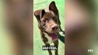 Meet Kite and Chipi! | Marley's Mutts