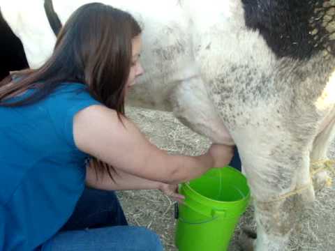 Anabel knows how to milk a cow!