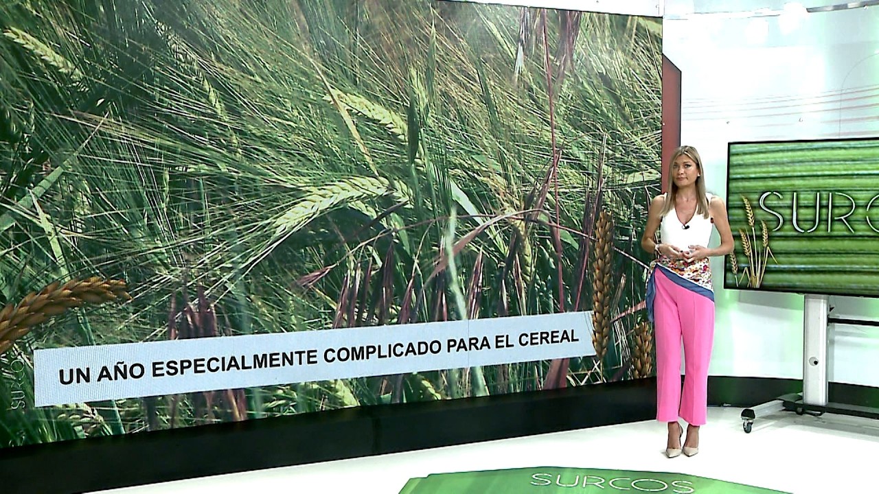 T17/E35: Las complicaciones para el agricultor que ha sembrado cereal se multiplican