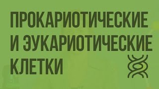 Сходство и различия прокариотических и эукариотических клеток. Видеоурок по биологии 10 класс