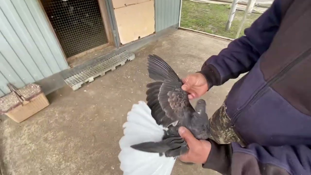 Николаевские голуби Воронежская область