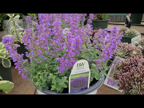 Nepeta 'Cat's Pajamas' (Catmint) // BEST, Earlier, Free Flowering