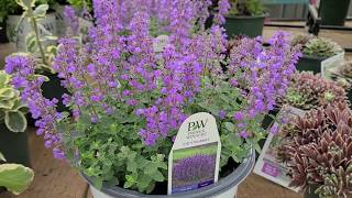Nepeta 'Cat's Pajamas' (Catmint) // BEST,🌞 Earlier, Free Flowering, Very Compact New Catmint!