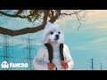 Marshmello - Alone (Video Oficial) - Cover Gabe the dog