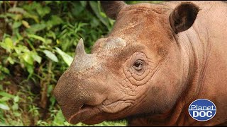 One of the most unique species in the world: this is, in detail, the Sumatran rhinoceros