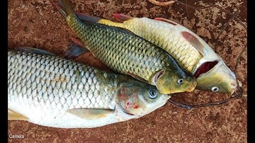 Thả lưới đuổi cá dính cá chép và cá trắm khủng - xách cá mệt luôn