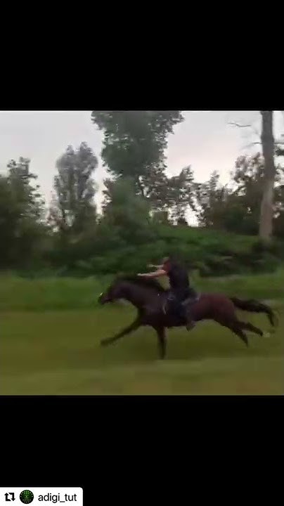 Kabardian horse breed. Кабардинская порода лошадей - YouTube