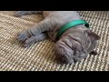 ASMR маленький щенок шарпей храпит 8 weeks sharpei puppy snoring 💤 💕💕