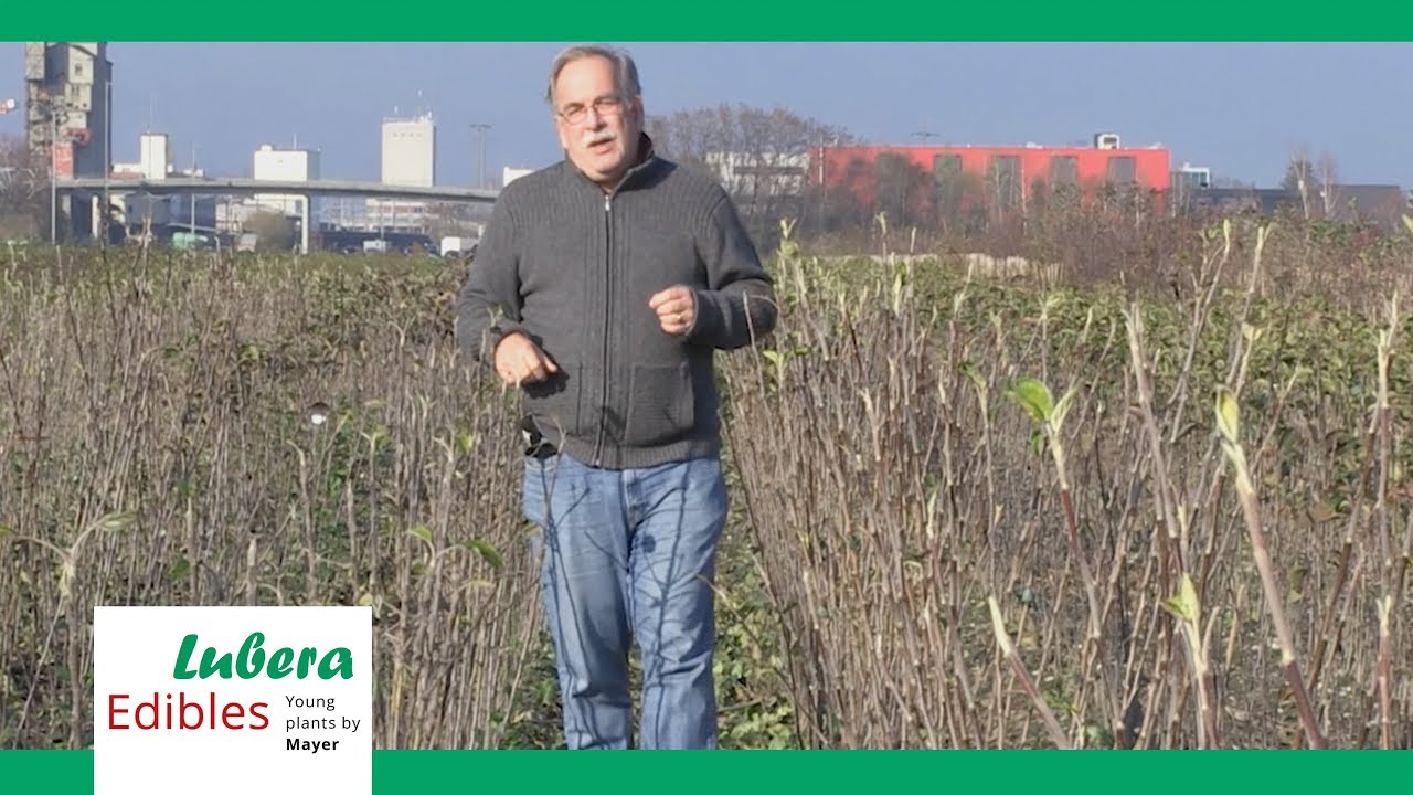 Obstbäume –  jetzt neu bei uns