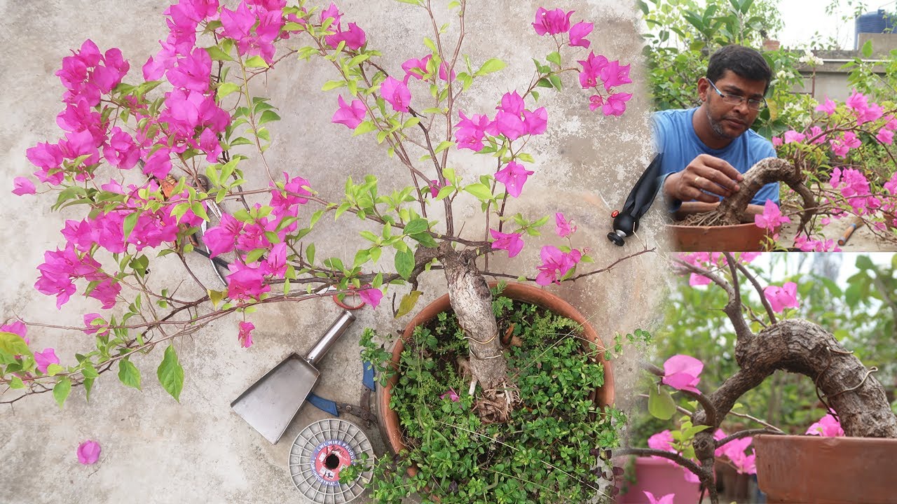 How to make a Bougainvillea Bonsai Wiring ,Styling & Feeding a Bougainvillea Bonsai ideas