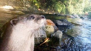 Camping with an otter by the clear waters of Kawazu! [Otter life Day 329]【カワウソアティとにゃん先輩】