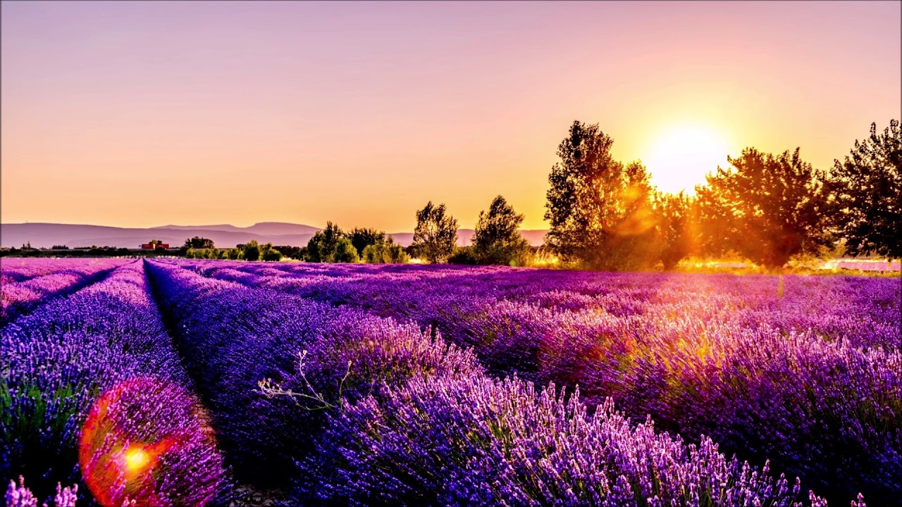 Brad Paisley Flowers [WARNING REAL COUNTRY] YouTube