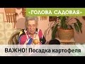 Голова садовая - ВАЖНО! Посадка картофеля