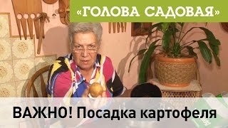 Голова садовая - ВАЖНО! Посадка картофеля