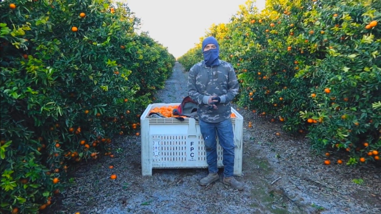 tutorial como piscar mandarina desde cero