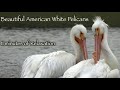 Beautiful American White Pelicans - 11 minutes of Relaxation 🦢🦢