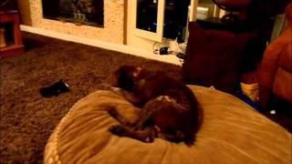 Jake The Sleepwalking Dog