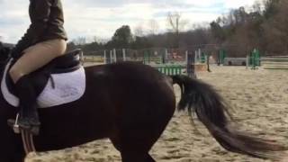 Flat work on a lazy hunter