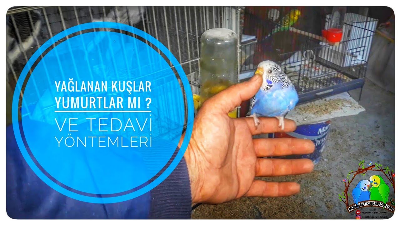 Yağlanan Kuşlar Yumurtlar Mı ? Ve Tedavi Yöntemleri