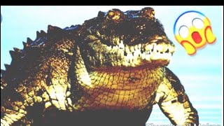 #Crocodile #Sounds - #Terrifying Sounds- #Growls