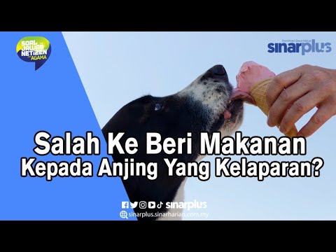 Video: Menggaru Anjing? Inilah Cara Makanan Haiwan Peliharaan Boleh Membantu