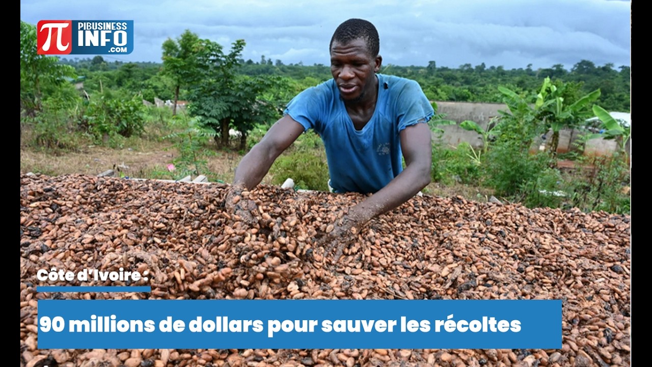 Côte d’Ivoire : 90 millions de dollars pour sauver les récoltes