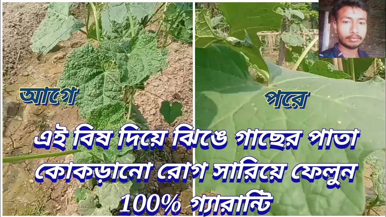 Jojalar ozlarini kattalar bilan sikishadi