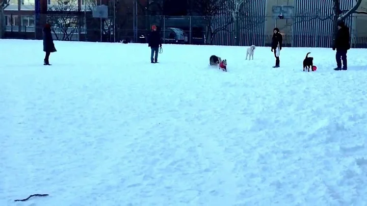 Teddy In Snow AT John Jay