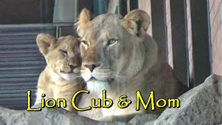 Lion Cub spends quiet time with Mom 🦁 Lincoln Park Zoo Chicago August 2 2022