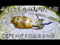 【シーズン終盤】激渋の日本海でアオリイカを絞り出す!水温低下で沈黙した状況を打破した「神の一投」とは?
