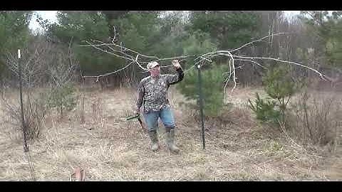 How to Set Up Licking Branches