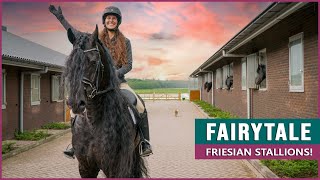 Riding and Driving Fairytale Friesian Horses!