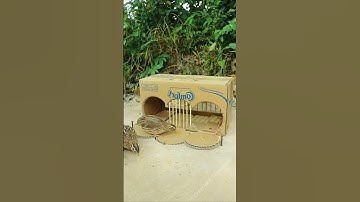 Best Creative Bird Trap Technique - Quail Trap #simple bird trap #shorts