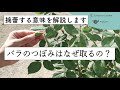 【バラの基本知識】バラのつぼみなぜ取るの？