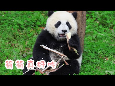《熊貓早晚安》開心的吃筍時光  | iPanda熊貓頻道