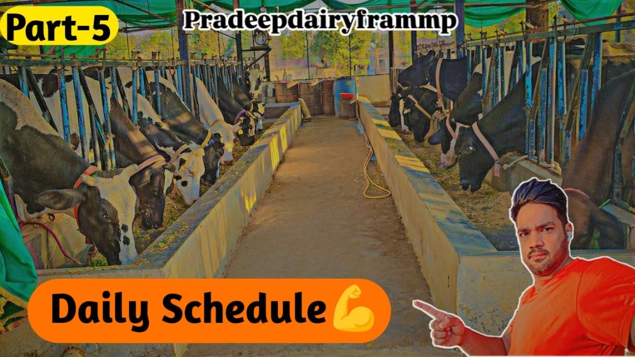 Daily Routine/Operation of Successful HF COWS DAIRY FARM in India🇳🇪 ...