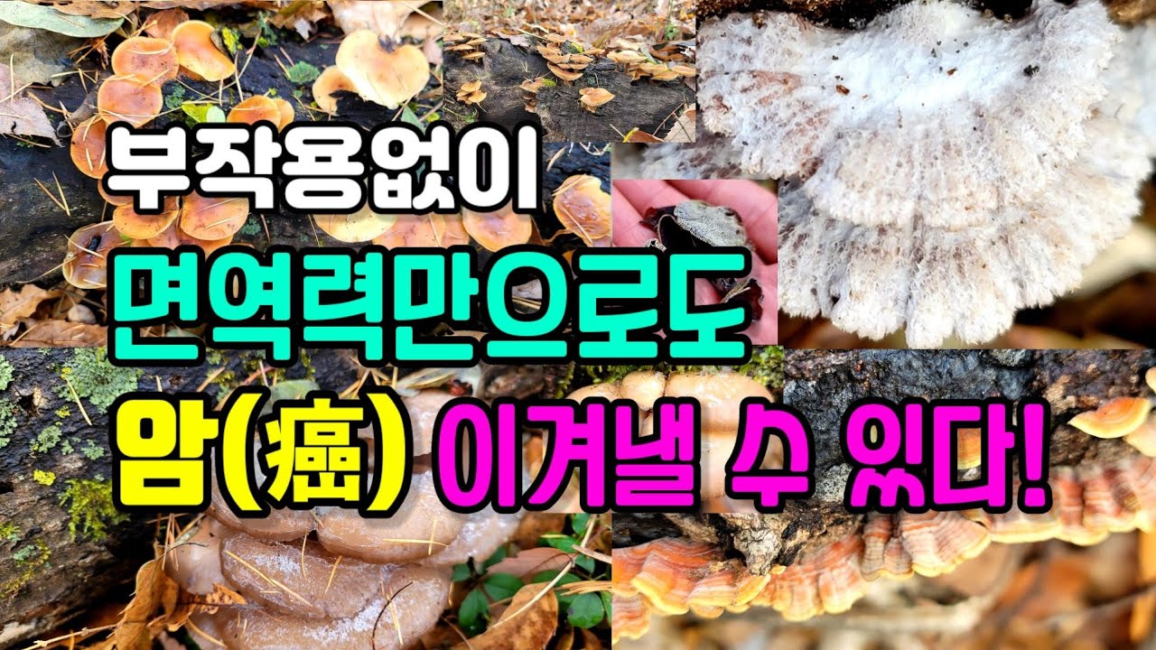 야생의 식용버섯과 약용버섯의 유효성분은 과학이자 의학! 면역력 중심의 항암기전을 알아보고, 각 버섯들의 모습과 효능 그리고 ...