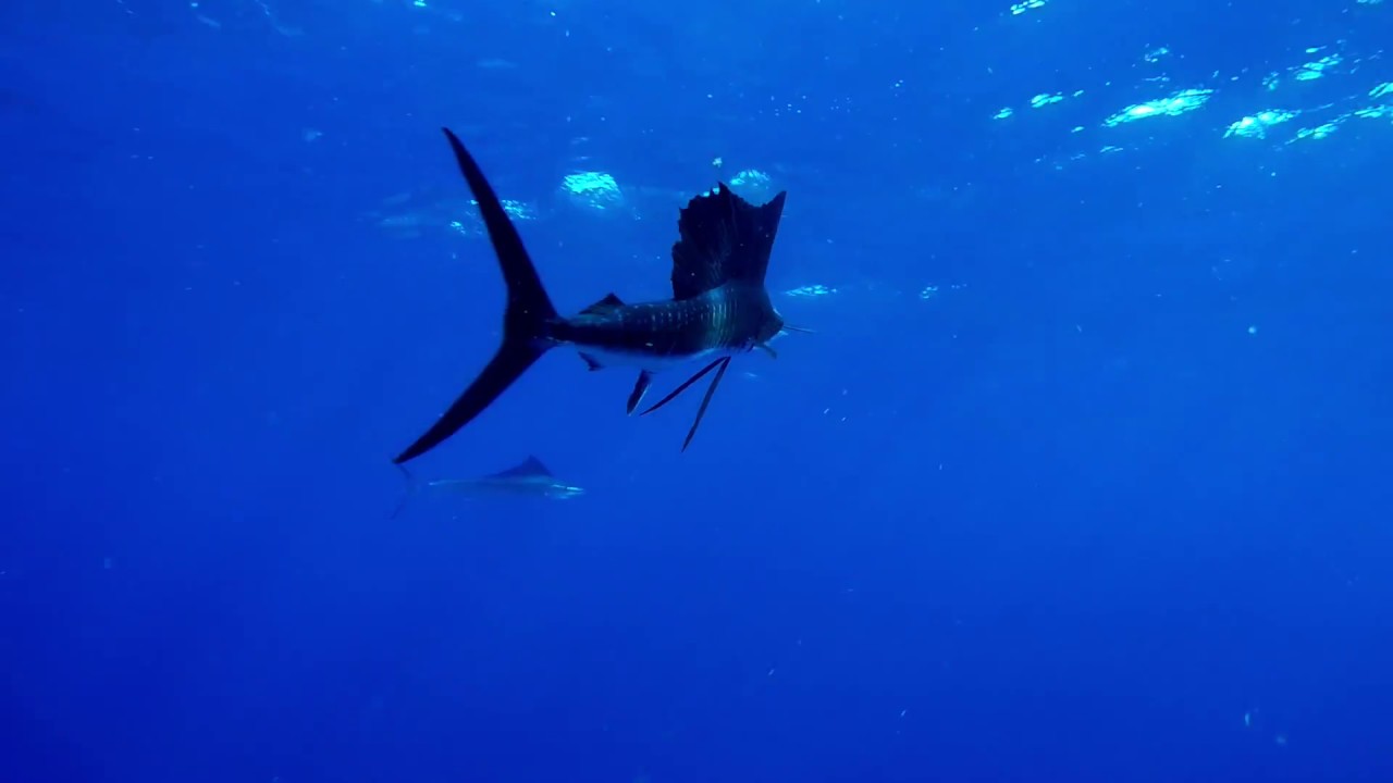 Swimming with Sailfish and Baitball