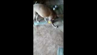 Pit Bull puzzle ball screenshot 5