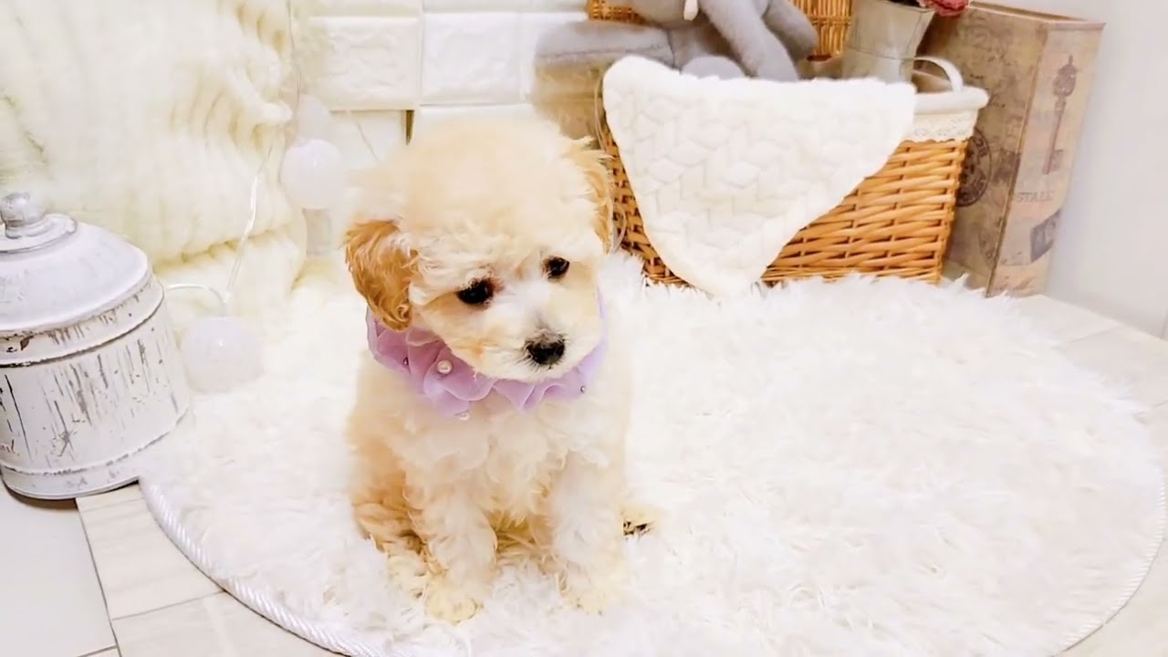 ペットショップ犬の家近江八幡店「184793」「トイプードル」