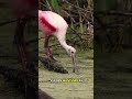 Flamingos en esteroides 🦩🦩 #flamingo #aves #rosado