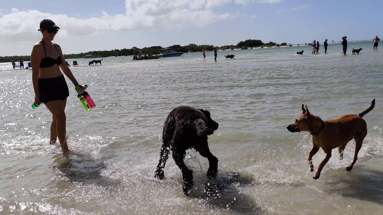 Bonita Springs Dog Park YouTube