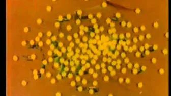 Cluster Bombs from I.M.I. (Israeli Military Industries) Cluster Bombs from I.M.I. (Israeli Military Industries)