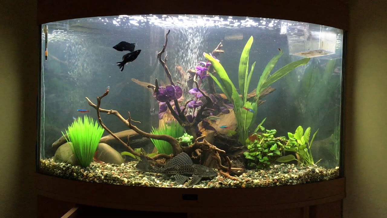 Juwel Helialux with day night controller demo