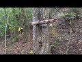Bear Proofing Trail Camera