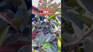 #DreamTrackAI Black prince rubber plants #j4vlogs #shorts #DreamTrackAI Black prince rubber plants #j4vlogs #shorts