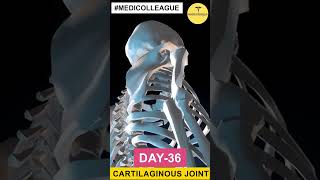 Medicolleague Understanding Cartilaginous Joints Flexibility Stability