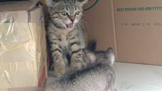 Feral Kittens Rejecting Orphan Kitten And Hissing At Him  Kitten Don't Want To Live Alone In A Box