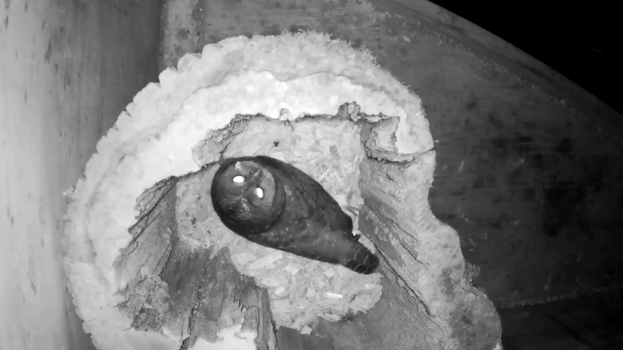 captive breeding programs in zoos Northern Spotted Owl Cup Forming