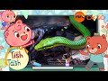 FASCINATING FACTS ABOUT SNAKES TODAY TishTash S1E16 Mediacorpokto FASCINATING FACTS ABOUT SNAKES TODAY TishTash S1E16 Mediacorpokto
